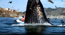 Humpback Whale Surprises Kayakers