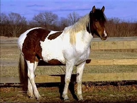 mes amis les chevaux