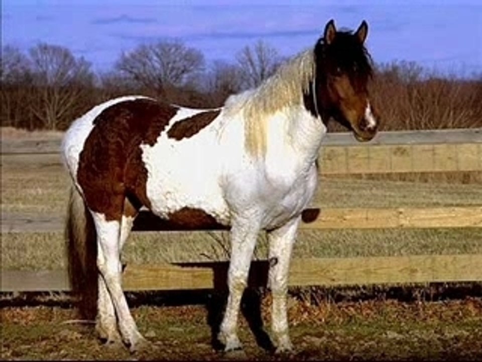 mes amis les chevaux