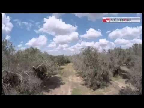 Tg Antenna Sud - Xylella, ispettori europei in Puglia