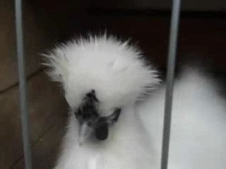 VJ meat @ North pole - part1