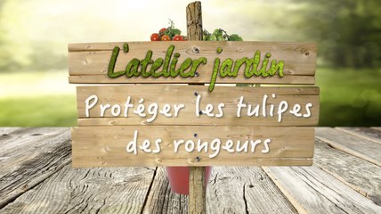 Comment protéger les tulipes des rongeurs ?