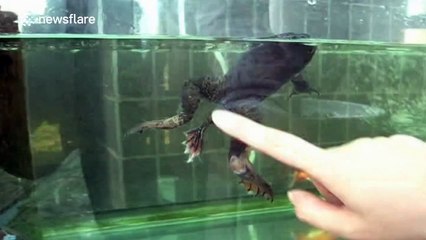 Bullfrog with six legs appears in China