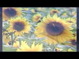 ya shahe ambiya karam farmaye by shahzad qamer fareedi 03213999099