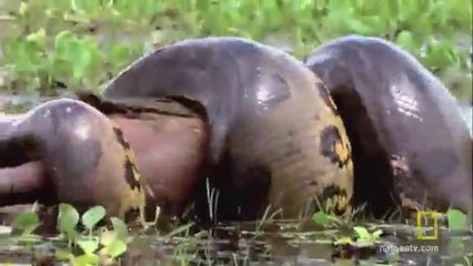 National Geographic Snake Of The Year 2015