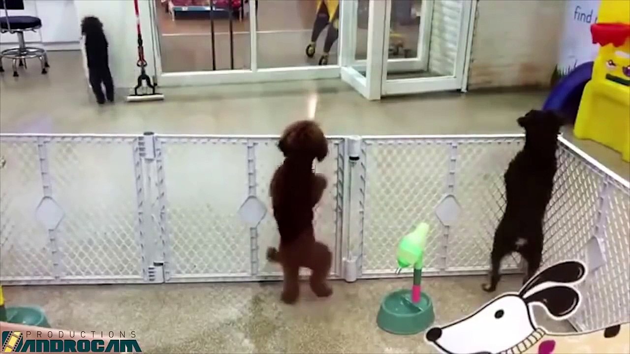 video hài hước của chú chó đáng yêu