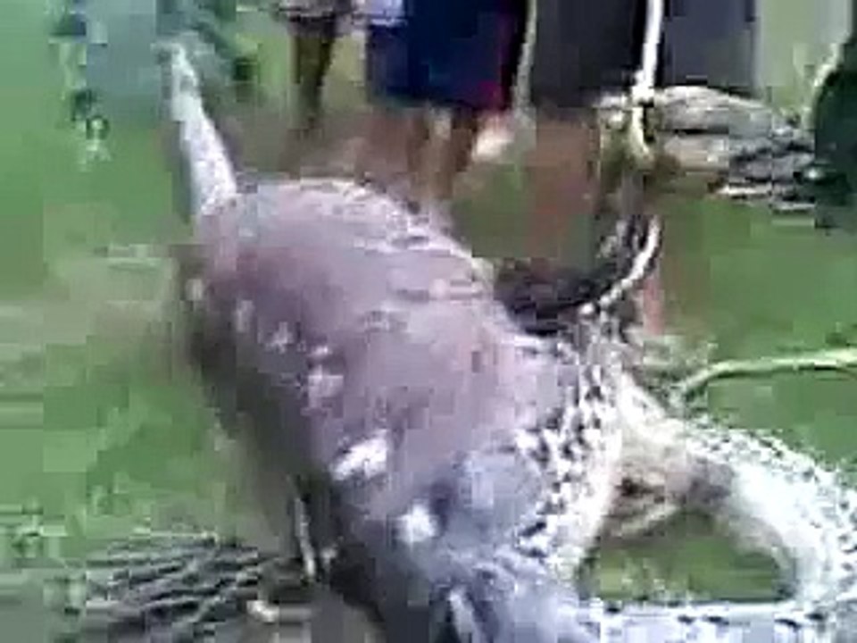 snake eat cow