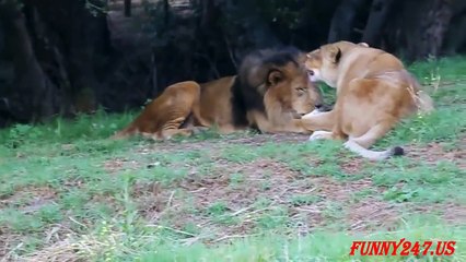 Male lion protect Female lion