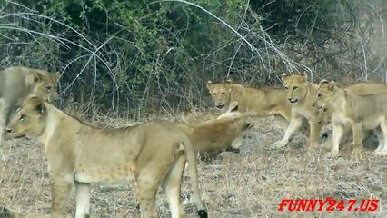 Lion killing Cubs - Lion Chanel Tv