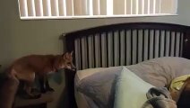 The German Shepherd and the fox - So cute pet