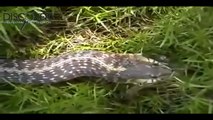 Shap LionsTV Channel: Magical Frog Escaped Death When The Snake Swallowed