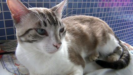 Conheça Umas das raças de gatos mais lindos e carinhosos