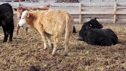 Beef Cattle Health and Welfare