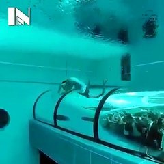 Jal Pari of real life......................elara molneri