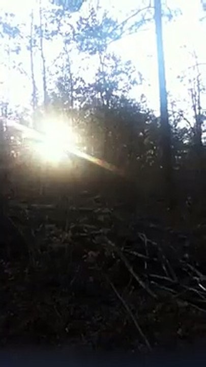 z57 presents Trees
