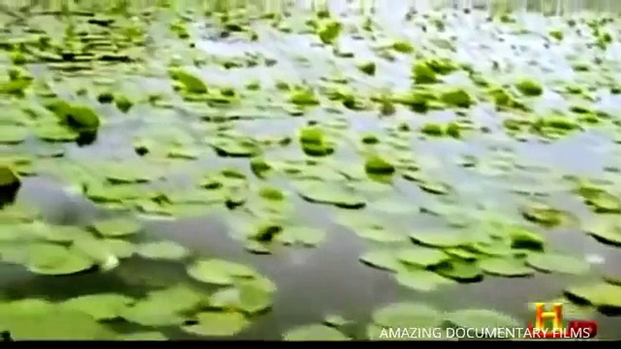 ✔ The Man Eating Anaconda - The Biggest Snake in The World - [ Documentary ]