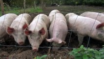 Les cochons bio du Val primbert
