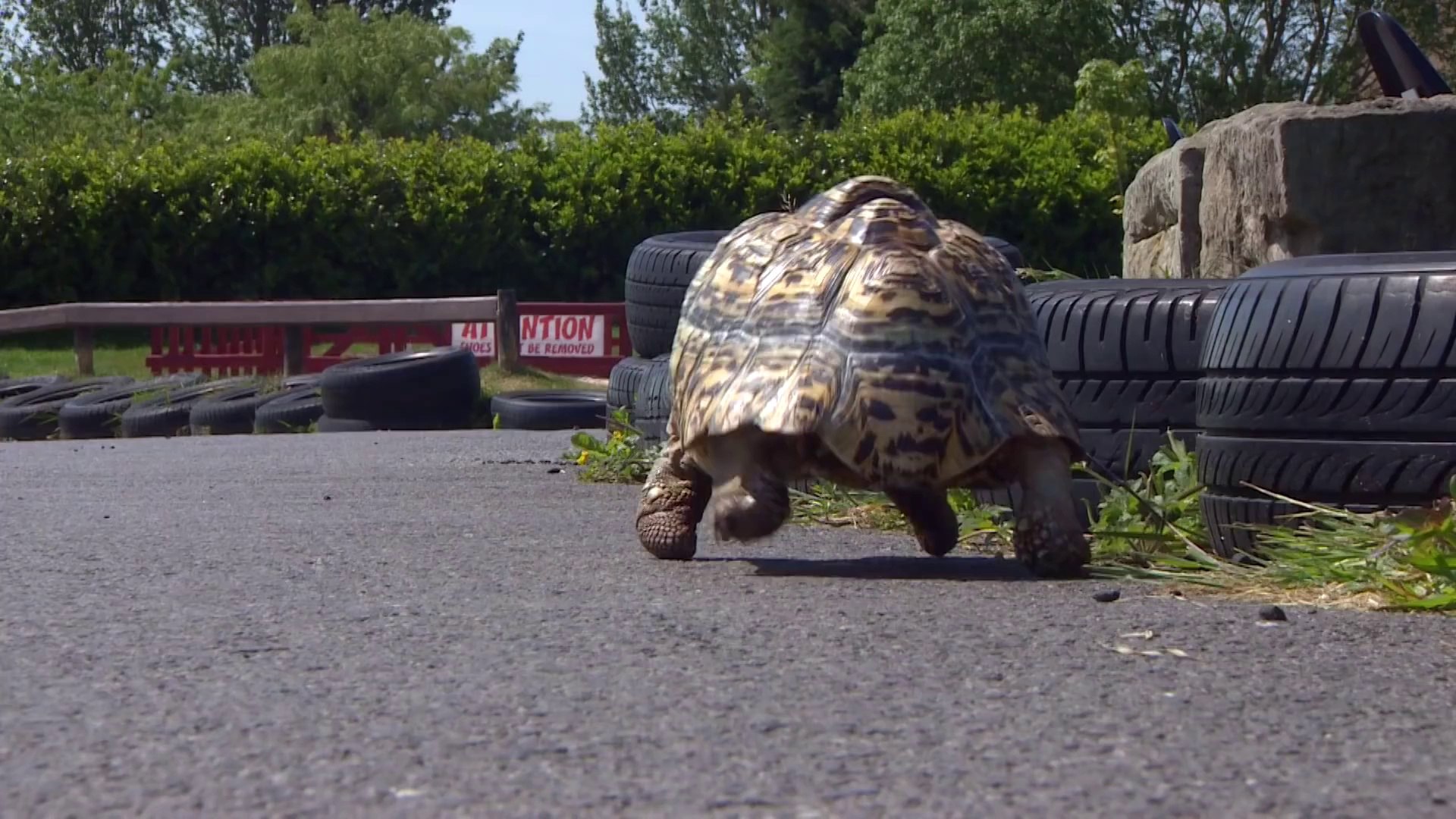 La tortue la plus rapide du monde - record validé - Vidéo Dailymotion