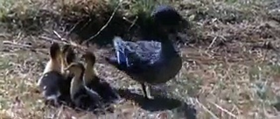 How Duck Saved herself and his children from being caught