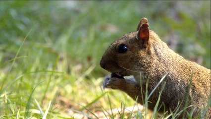 New York City en 1995 - Images magiques en HD