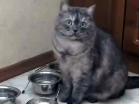 Кот прикольно просит есть.