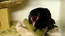 Самая прикольная ворона!