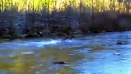 Пока хозяин разматывал удочку? смотреть до конца улов пса!!!