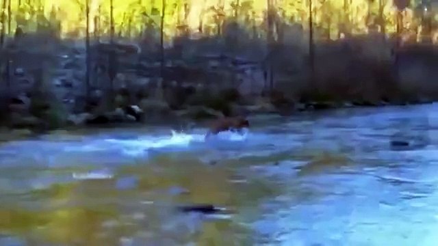 Пока хозяин разматывал удочку? смотреть до конца улов пса!!!