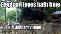 Elephant loves bath time at Hua Hin Elephant Village