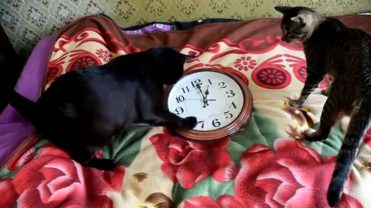 Funny black cat play