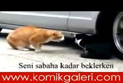 Sevgilisine Fırça Atan Kedi!