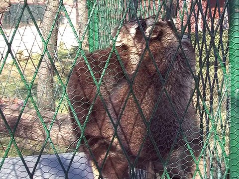 Par rakuna stigao u borski Zoo vrt, 20. novembar 2015. (RTV Bor)