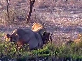 Junagadh Girnar Savaj in Gir forest