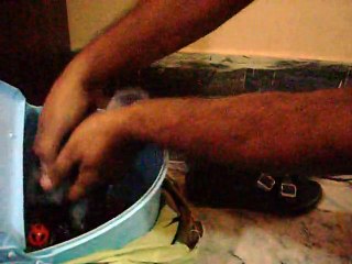 grey parrot chicks HA HA HA