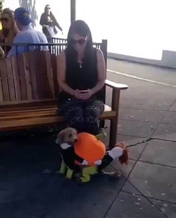 Cute Dog