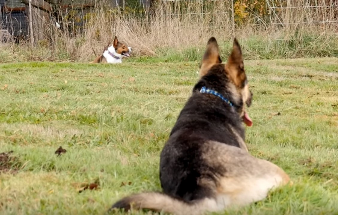 Doting Dogs Reunited After Sad Shelter Split