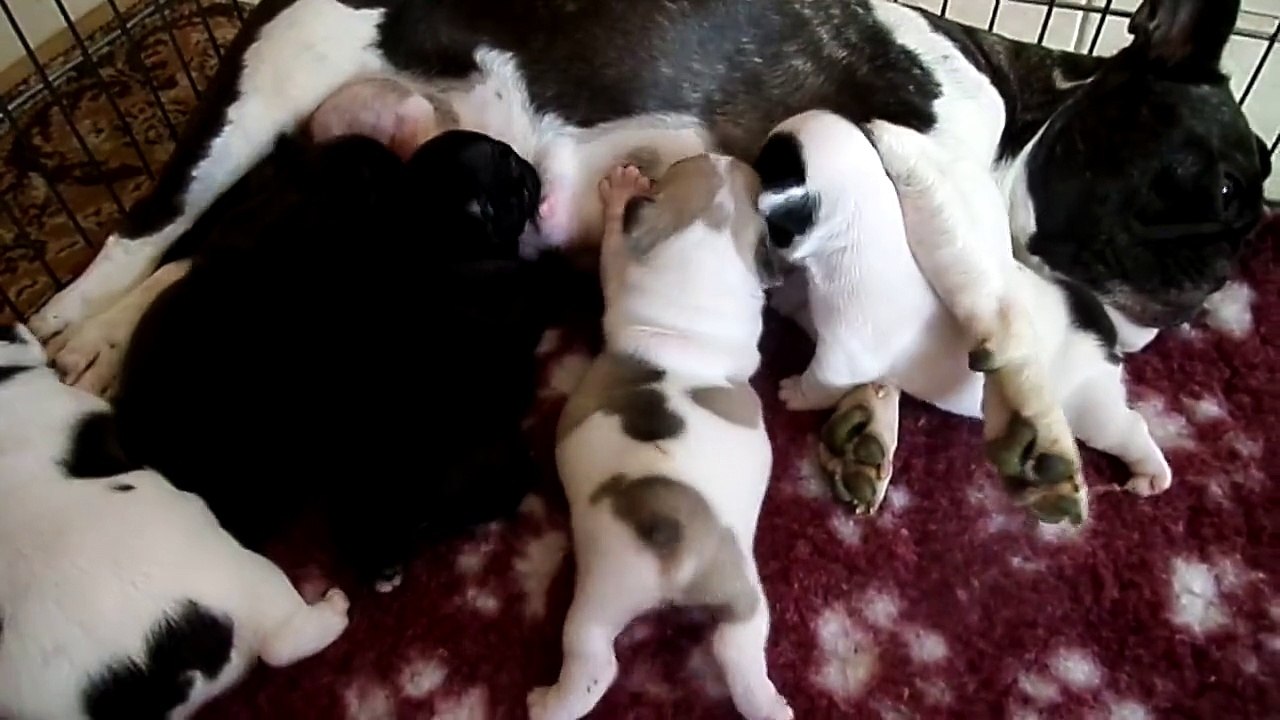 Parc de Beaulieu  bébés isatys