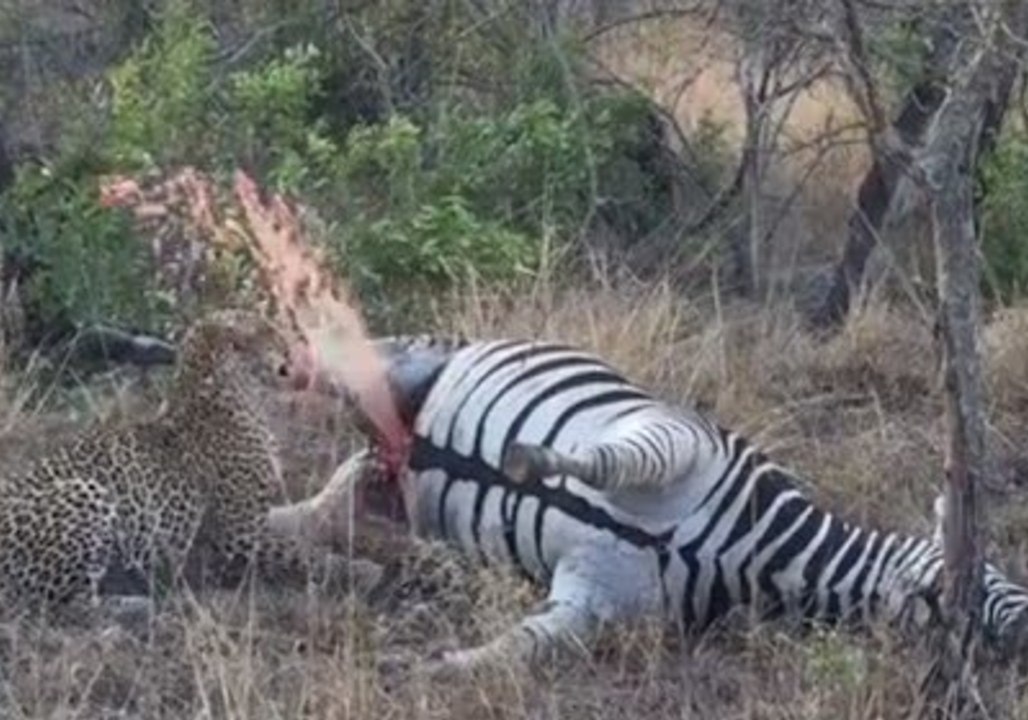 Leopard 'Detonates' a Zebra Carcass