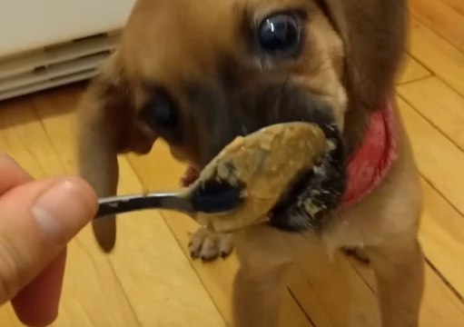 Puppy Goes Wild for Peanut Butter