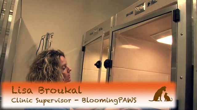 BloomingPAWS Vet Clinic Focus on Laser Surgery