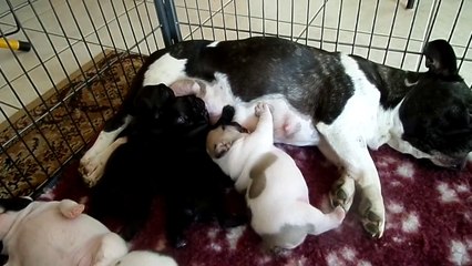 lizzy a la tetine et les bébés qui dorment a coté