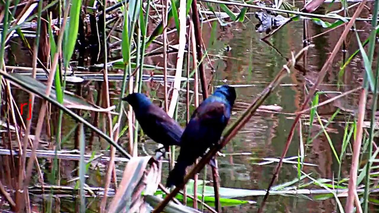 GLIMPSES OF WILD NEW YORK -INCREDIBLE AMERICA