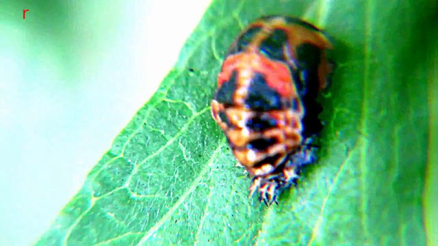 Monster Bug Wars-Discovery of New Bug-never seen