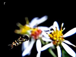 AMAZING SLOW MO OF AMERICAN GRASS HONEY BEE