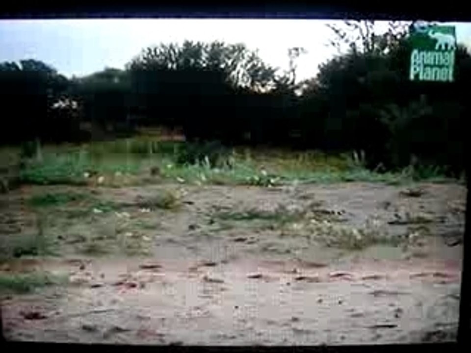 Und täglich grüßt das Erdmännchen