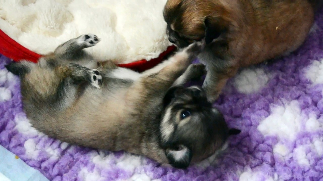 Lily et Lewis, bébés chihuahua poil long de 4 semaines