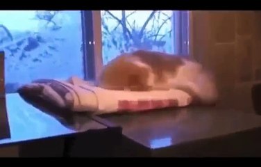 Crazy cats ...so cute