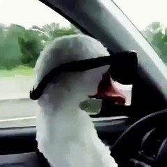 гусь за рулем VINE