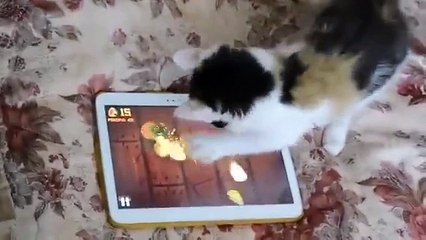Cat playing fruit ninja game ...lovely