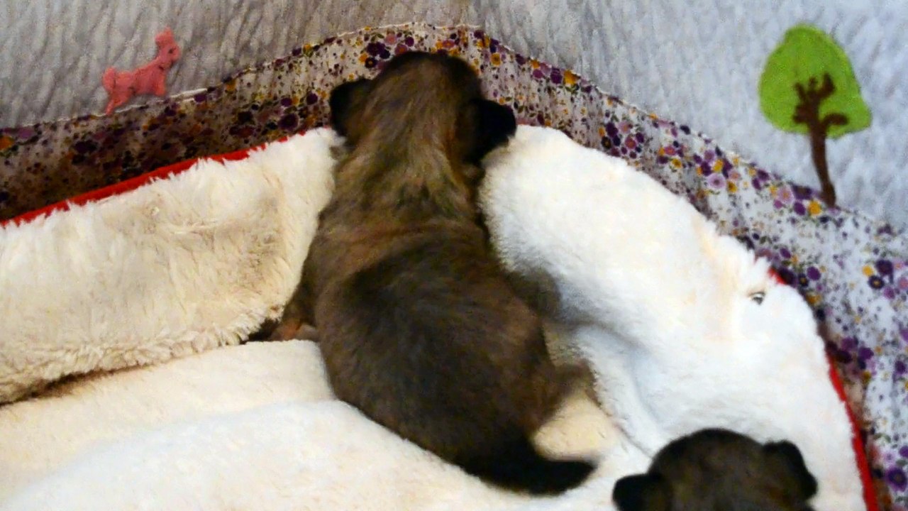 Bébés chihuahua catcheurs âgés de 4 semaines